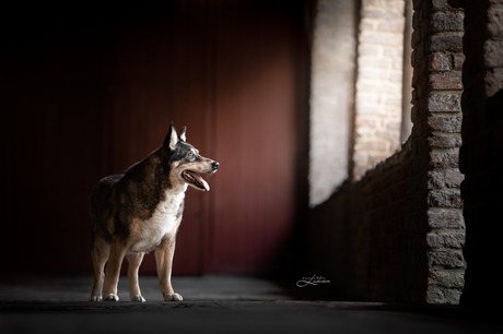 Oude hond in het zachte licht