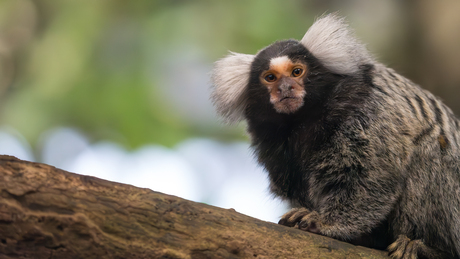 de streken van een penseel