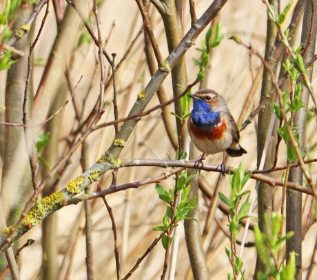 Blauwborst
