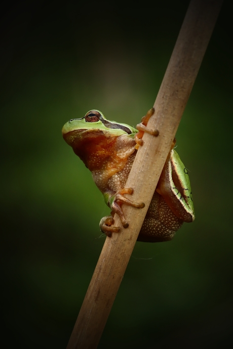 Boomkikker uit kikkerperspectief.