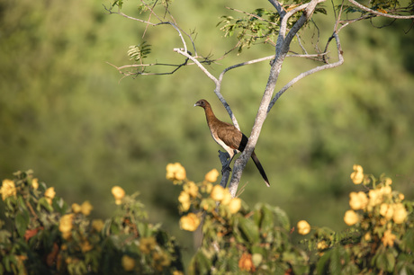 Colombiaanse chachalaca