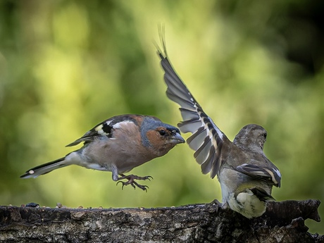 STOP - tot hier en niet verder