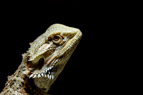 Pogona Henrylawsoni (female)