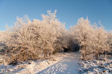 Witte Veluwe