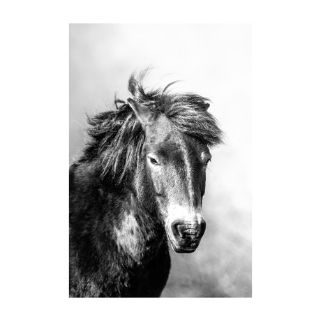 Wild paard in zwart wit 