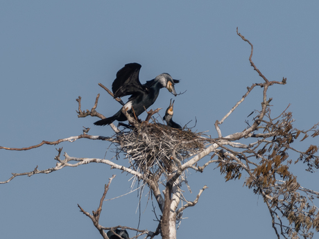 Samen een nest bouwen
