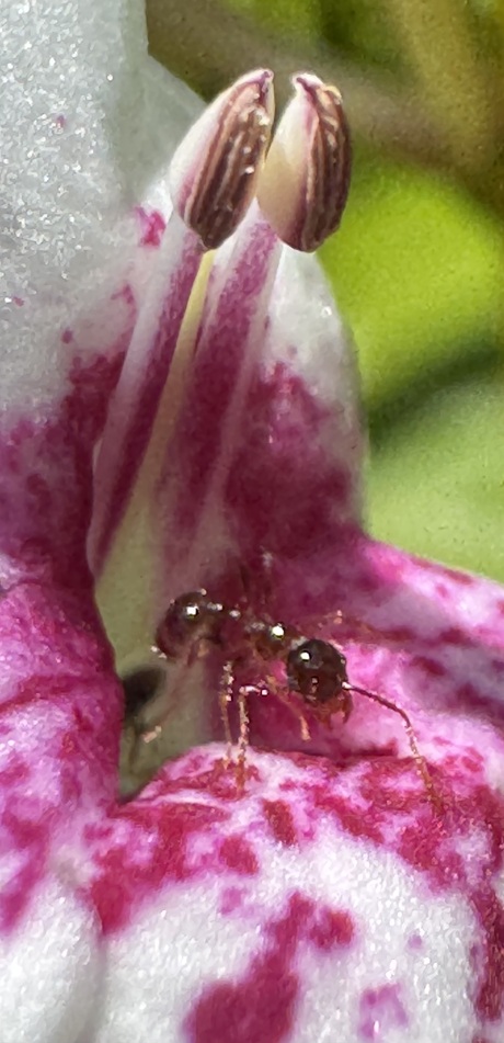 Ant 