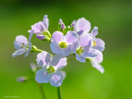 Pinksterbloemen met Pasen