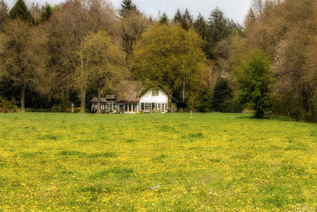 Paardenbloemen