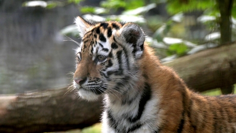 Jonge tijger