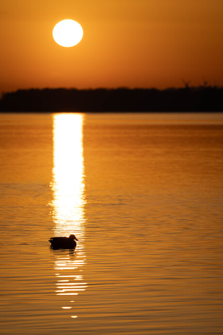 De laatste zonnestraal pakt de eend mee… 