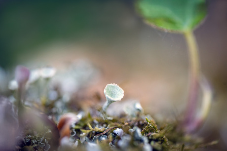 Lichen Trumpet