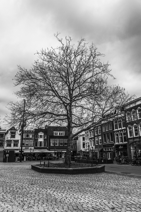 Gouda - natuur in de stad