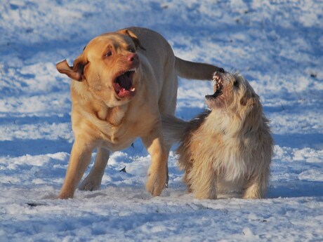 Spelend in de sneeuw