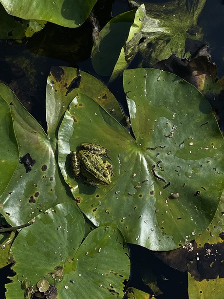 Little green frog