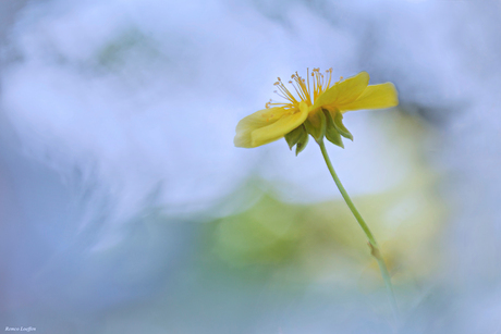 yellow flower