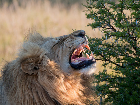 Brullende leeuw in Scotia private reserve Zuid-Afrika