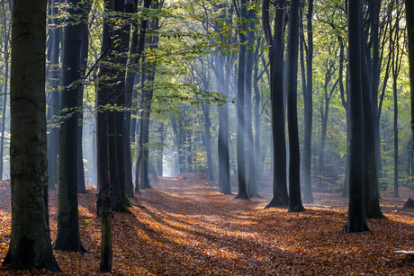 Speulderbos