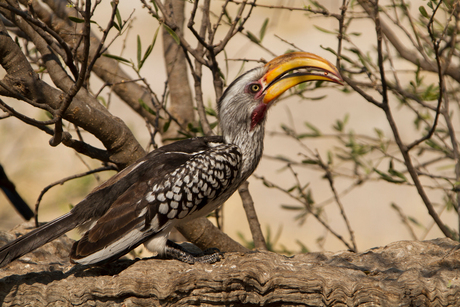 Yellowbilled Hornbill Botswana