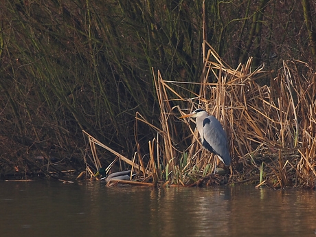 Blauwe reiger.