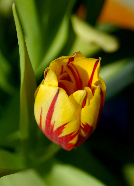 Tulp