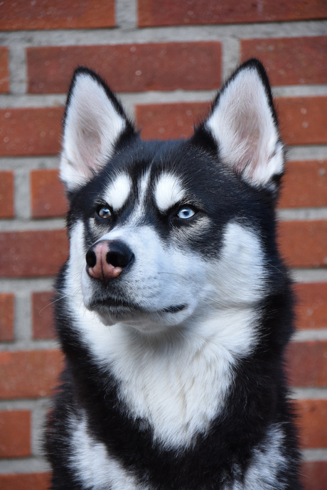 Siberische Husky Dash