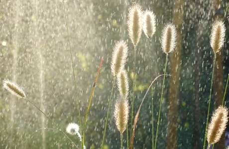 zomerse regenbui