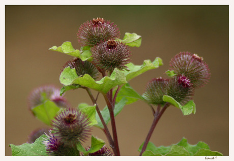 distel