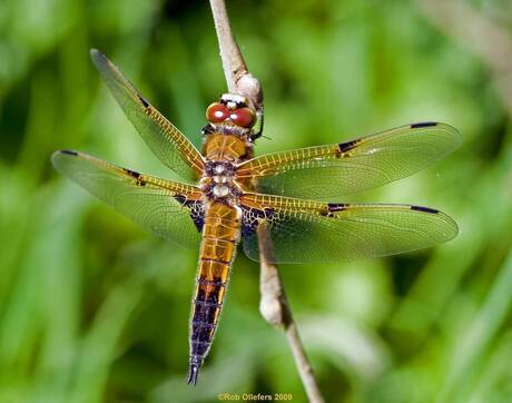 Korenbout - Viervlek (Libellula quadrimaculata)