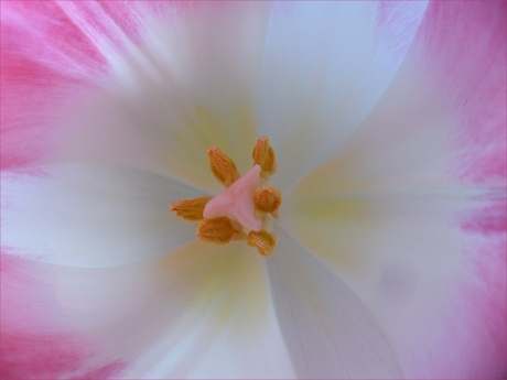 voorjaar tulp