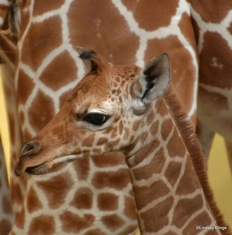 pas geboren giraffe