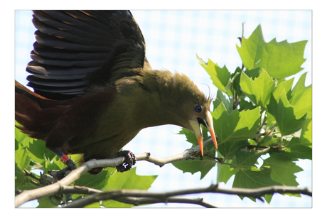 Groene oropendola