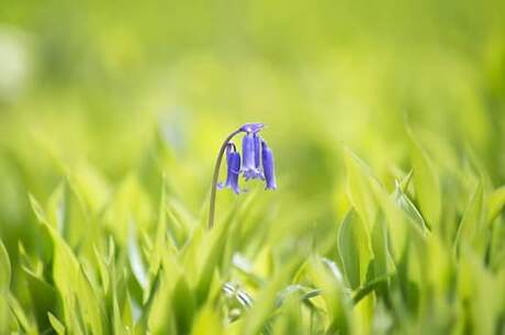 Eenzame hyacint