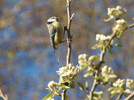 koolmees in perenboom