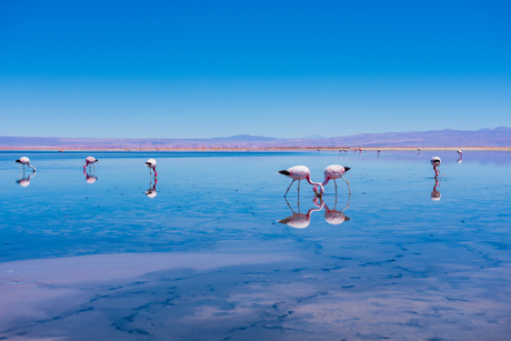Flamingos at Salar de Atacama