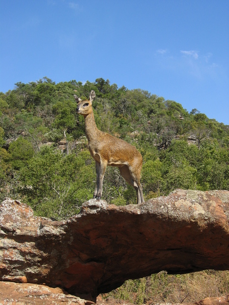 Klipspringer