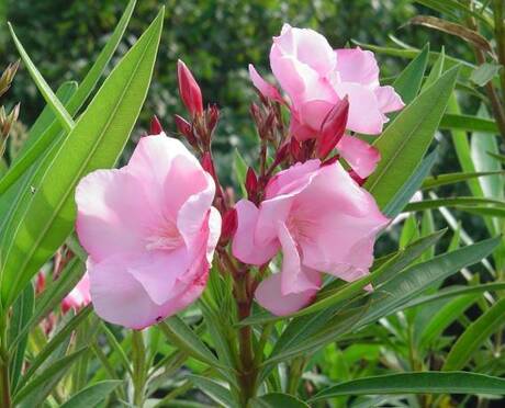 Oleander