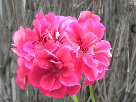 Geranium