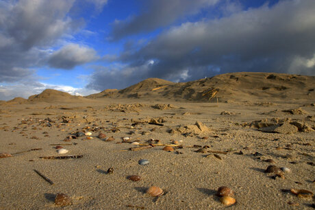 Het strand van Cadzand