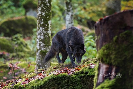 Timber wolf in wolvenpark kasselburg