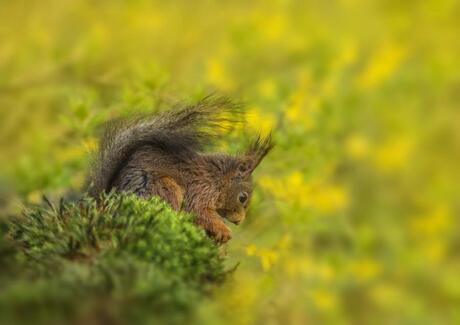 Eekhoorntje tussen de Forsythiabloemen