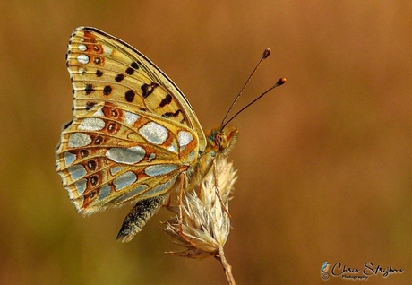 Parelmoer vlinder