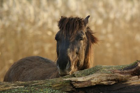 paard