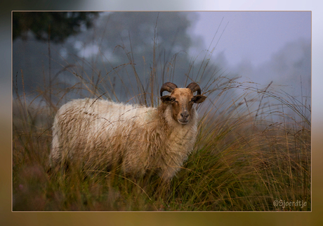 Drents Heideschaap