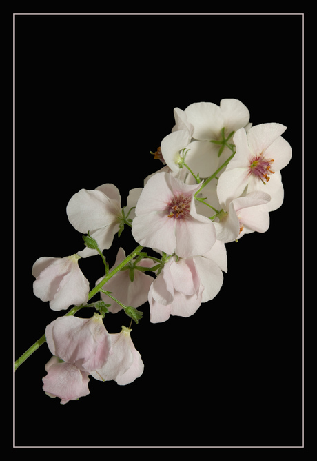 Verbascum "Rosie"