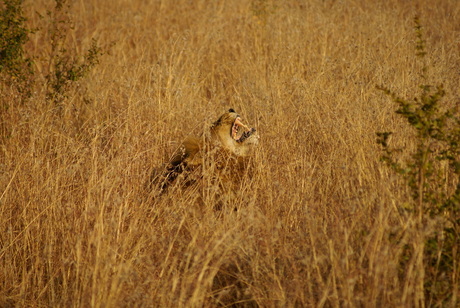 Leeuw in hoog gras