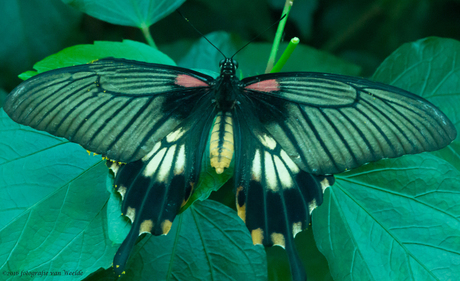 Tropische vlinder 2