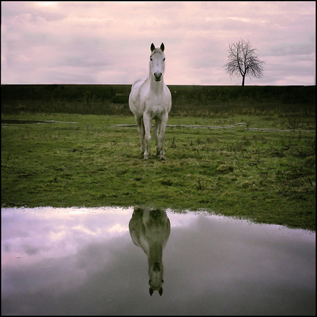 white horse