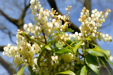 Pieris