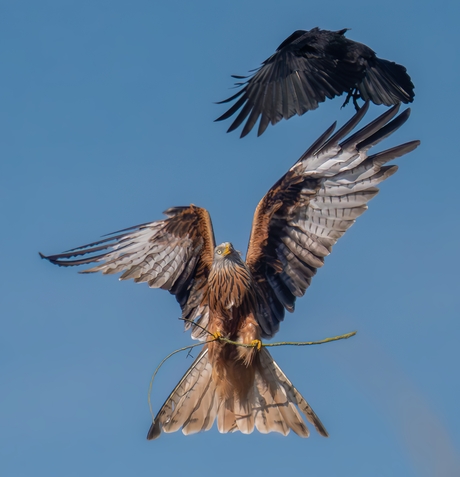 Rode wouw wordt belaagd door zwarte kraai